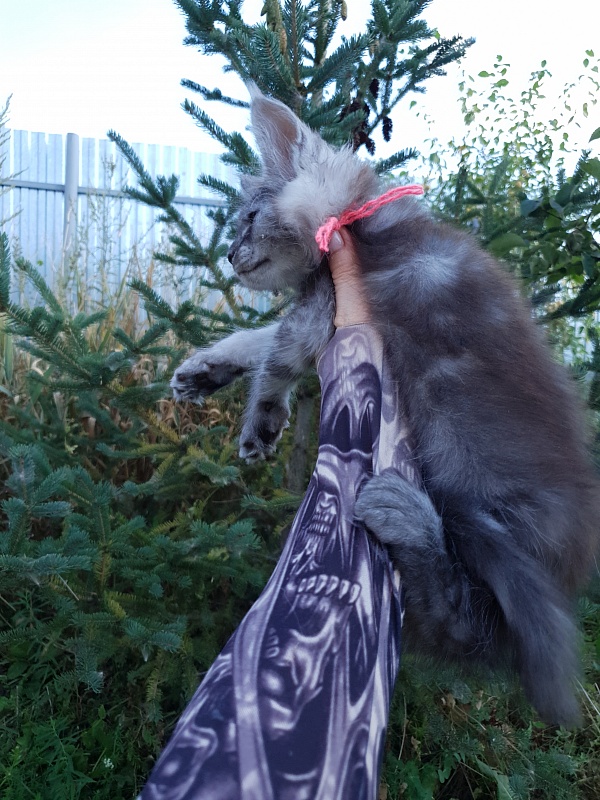 Queen Sky Akbars - Kitten maine-coon 2 months 1.5 week