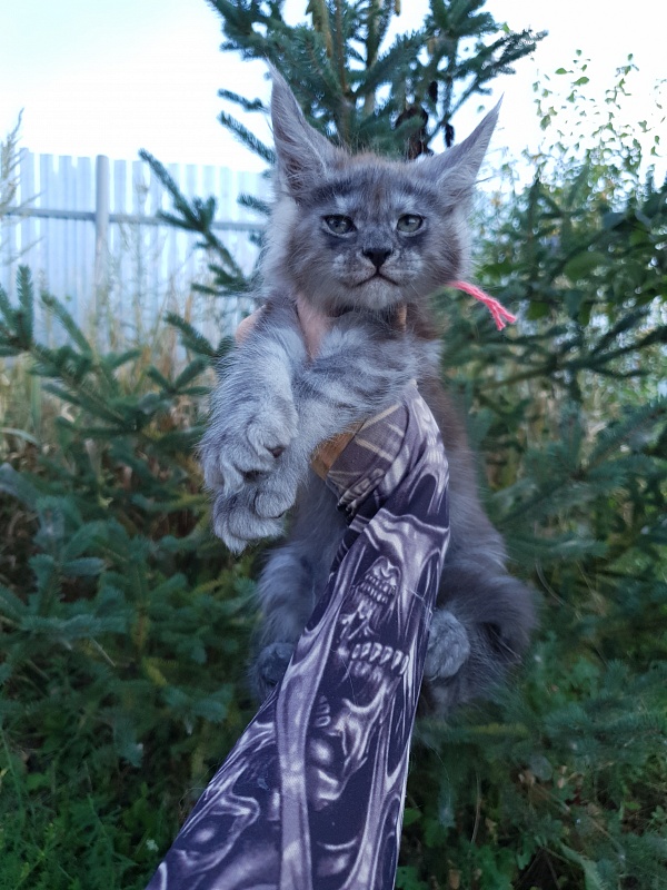Queen Sky Akbars - Kitten maine-coon 2 months 1.5 week