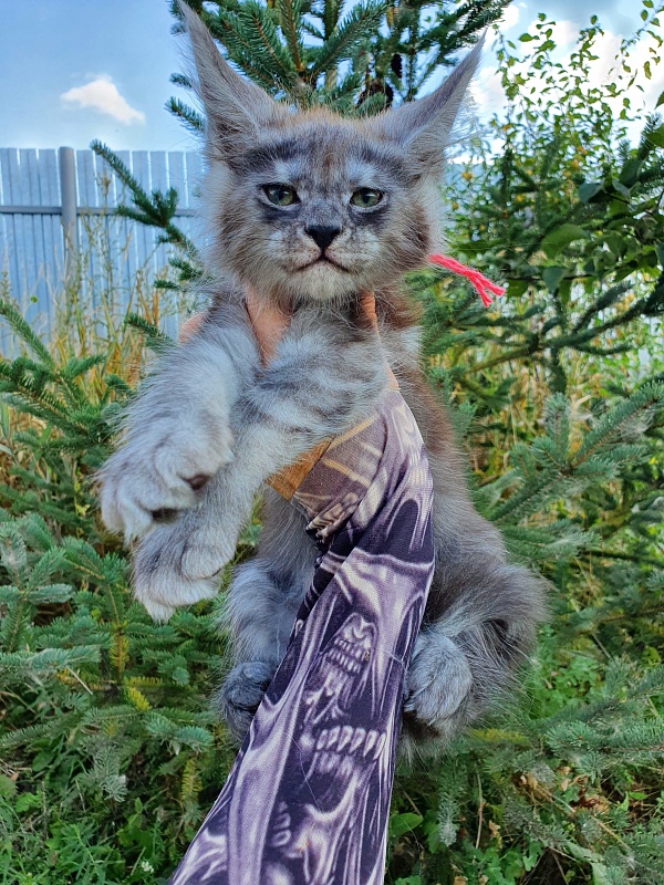Queen Sky Akbars - Kitten maine-coon 2 months 1.5 week