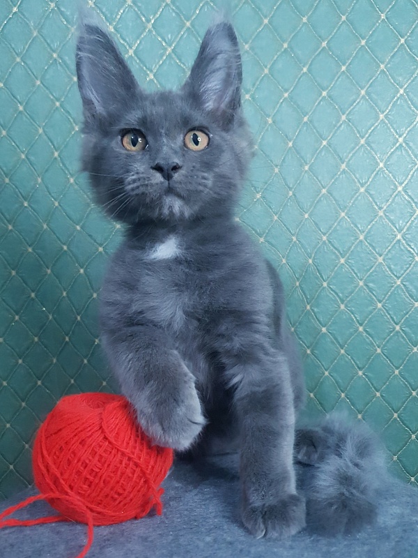 Queen Flower Akbars - Kitten maine-coon 3 months 0.5 weeks