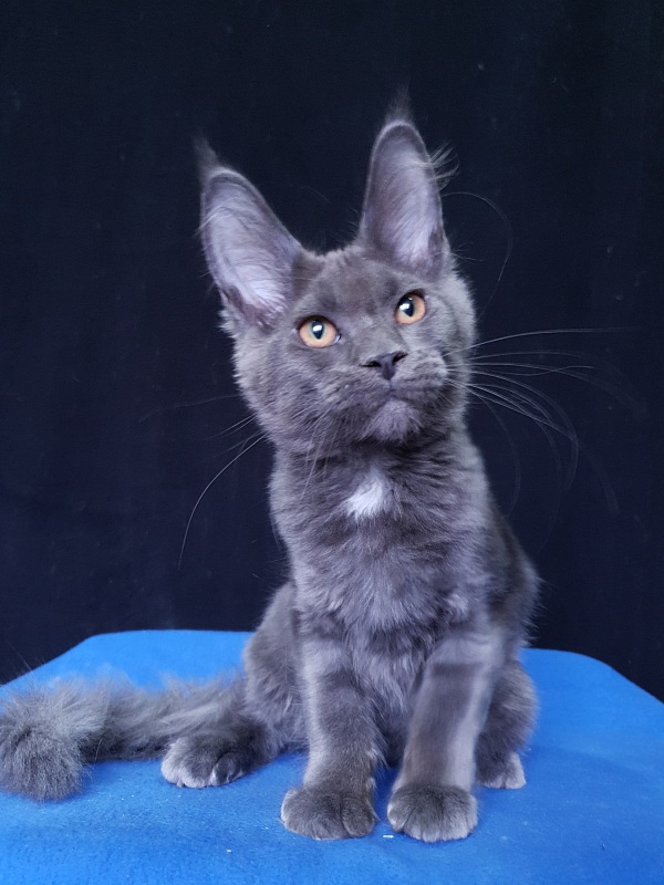 Queen Flower Akbars - Kitten maine-coon 3 months 3.5 weeks