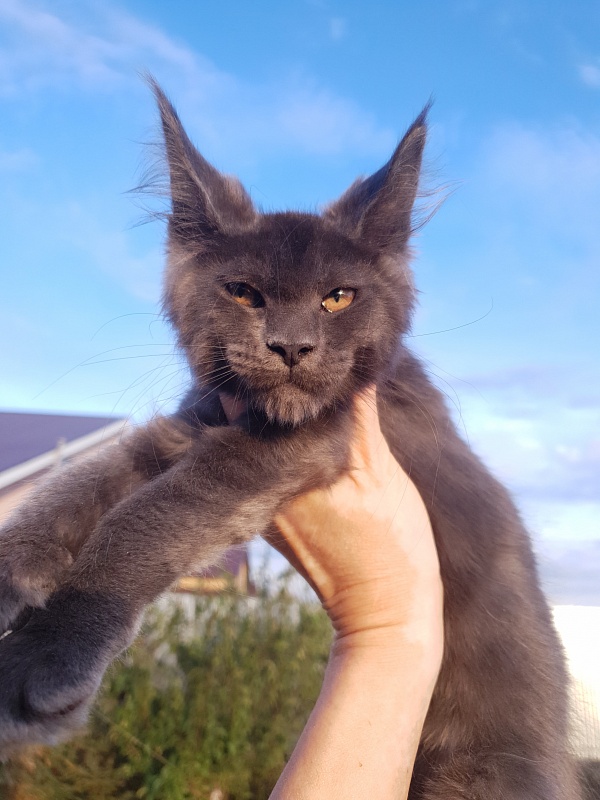 Queen Flower Akbars - Kitten maine-coon 3 months