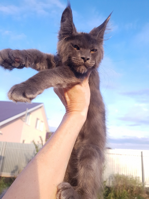 Queen Flower Akbars - Kitten maine-coon 3 months