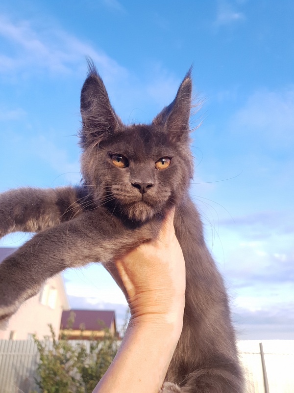 Queen Flower Akbars - Kitten maine-coon 3 months