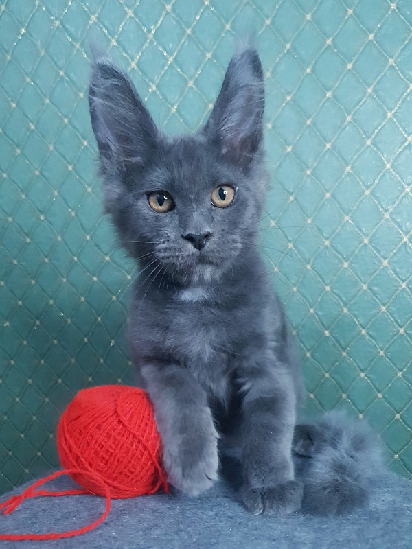 Queen Flower Akbars - Kitten maine-coon 3 months 0.5 weeks