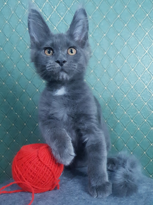 Queen Flower Akbars - Kitten maine-coon 3 months 0.5 weeks