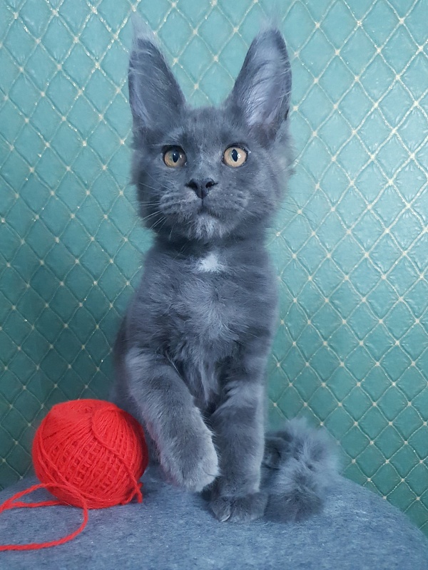 Queen Flower Akbars - Kitten maine-coon 3 months 0.5 weeks