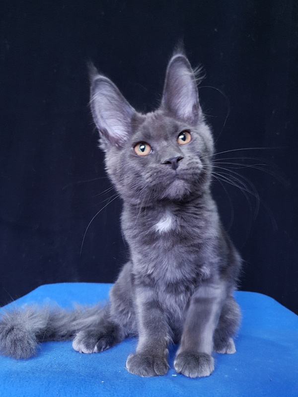 Queen Flower Akbars - Kitten maine-coon 3 months 3.5 weeks