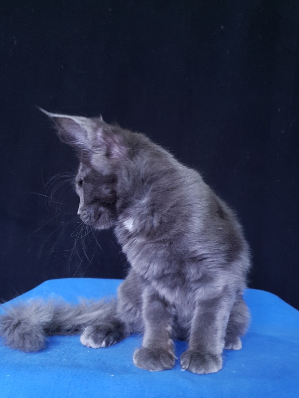 Queen Flower Akbars - Kitten maine-coon 3 months 3.5 weeks