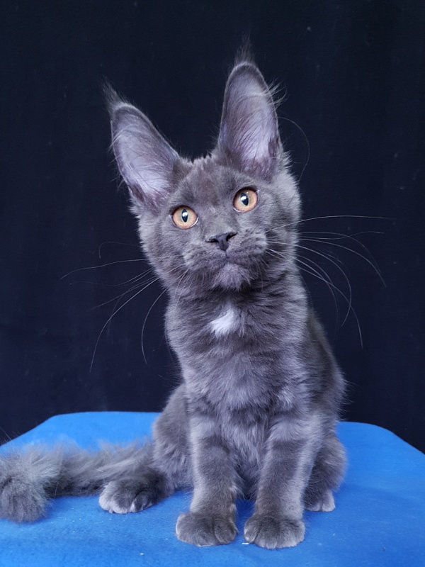 Queen Flower Akbars - Kitten maine-coon 3 months 3.5 weeks