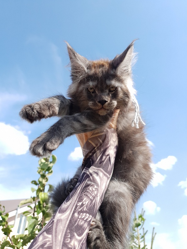 Queen Margo Akbars - Kitten maine-coon 2 months 1.5 week