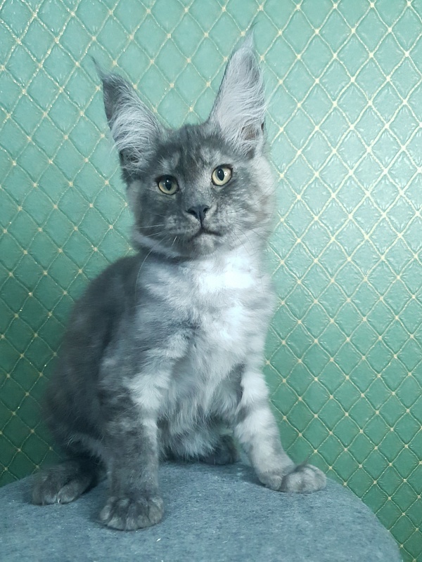 Queen Margo Akbars - Kitten maine-coon 3 months 0.5 weeks