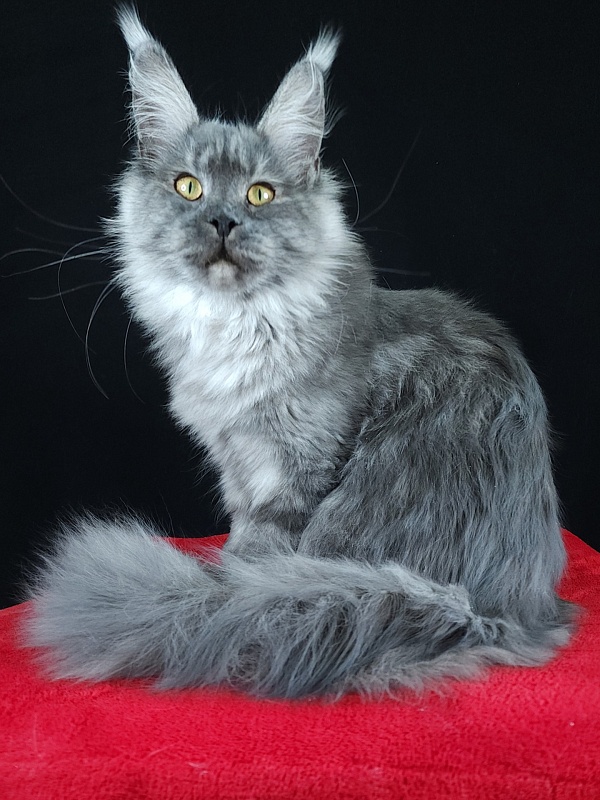 Queen Margo Akbars - Junior maine-coon 7 months 0.5 weeks