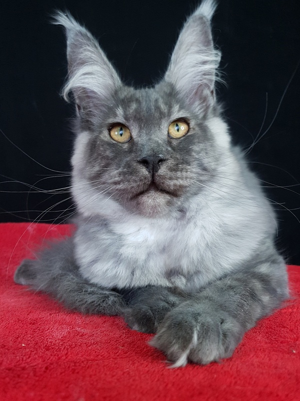 Queen Margo Akbars - Kitten maine-coon 5 months