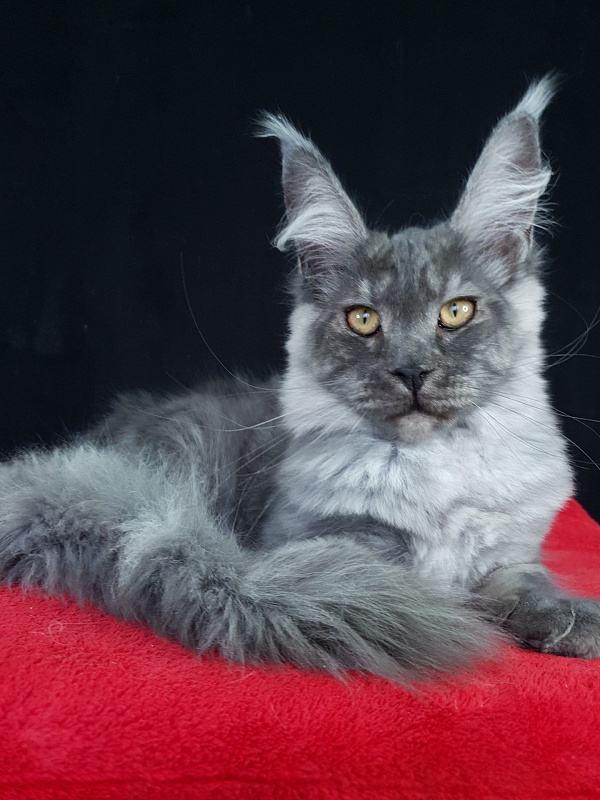 Queen Margo Akbars - Kitten maine-coon 5 months