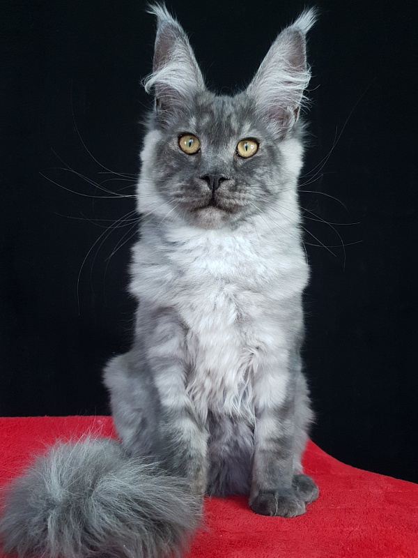 Queen Margo Akbars - Kitten maine-coon 5 months