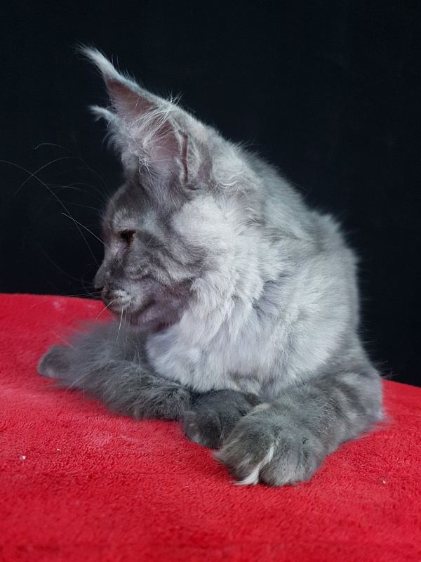 Queen Margo Akbars - Kitten maine-coon 5 months