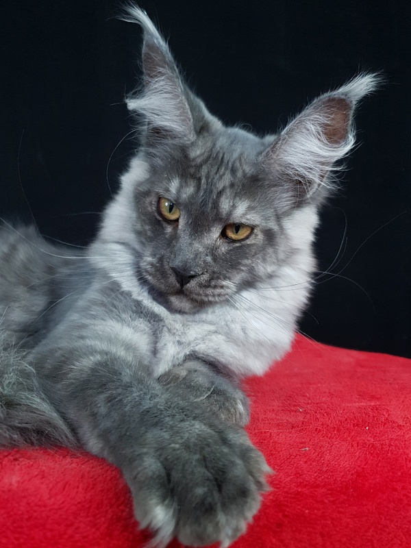 Queen Margo Akbars - Kitten maine-coon 5 months