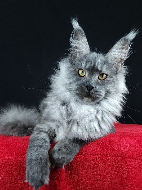 Queen Margo Akbars - Junior maine-coon 7 months 0.5 weeks