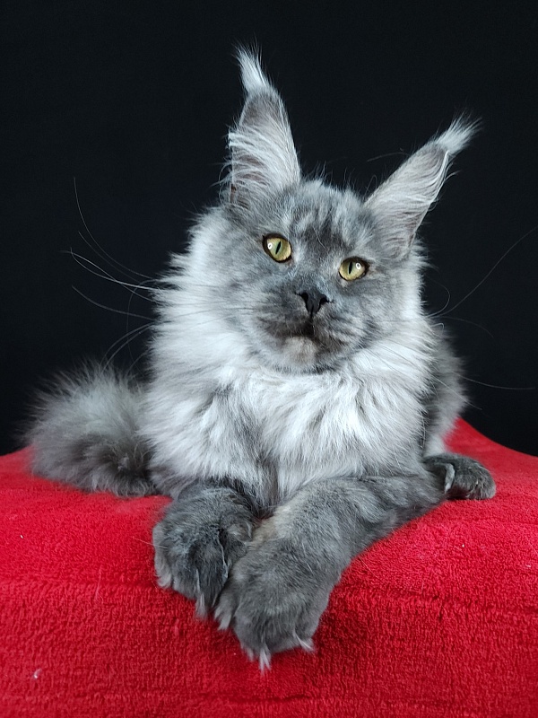 Queen Margo Akbars - Junior maine-coon 7 months 0.5 weeks