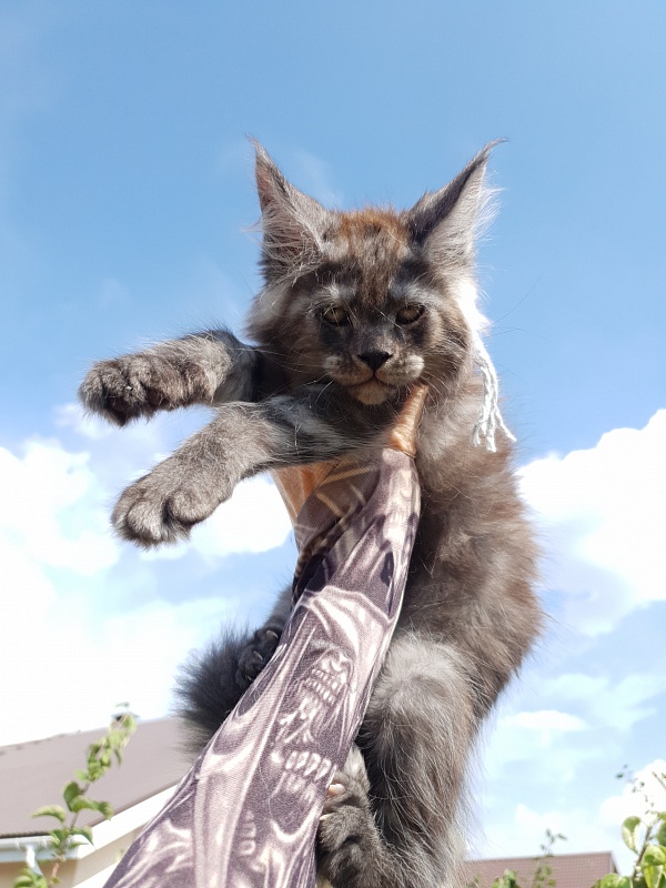 Queen Margo Akbars - Kitten maine-coon 2 months 1.5 week