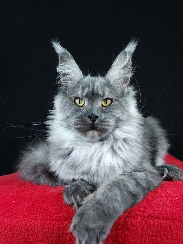 Queen Margo Akbars - Junior maine-coon 7 months 0.5 weeks