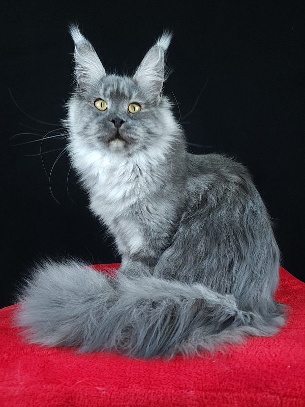 Queen Margo Akbars - Junior maine-coon 7 months 0.5 weeks