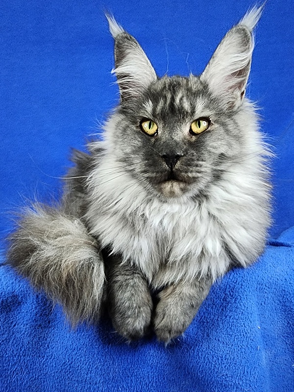 Queen Margo Akbars - Junior maine-coon 7 months 2 weeks