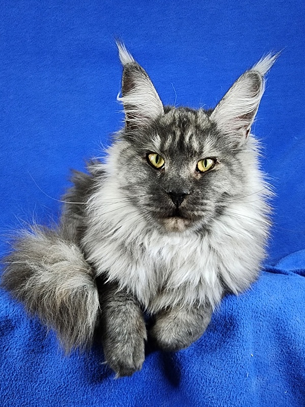 Queen Margo Akbars - Junior maine-coon 7 months 2 weeks