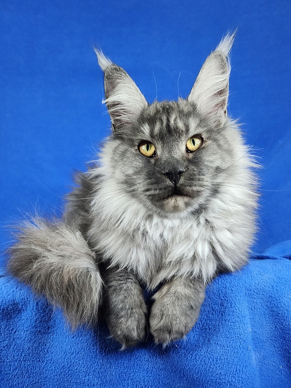 Queen Margo Akbars - Junior maine-coon 7 months 2 weeks