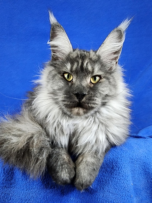 Queen Margo Akbars - Junior maine-coon 7 months 2 weeks