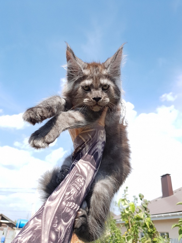 Queen Margo Akbars - Kitten maine-coon 2 months 1.5 week