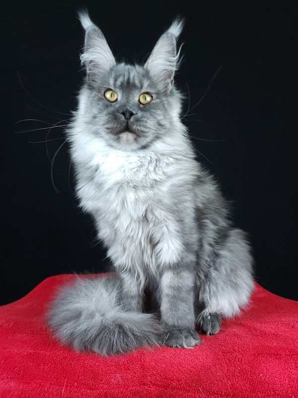 Queen Margo Akbars - Junior maine-coon 7 months 0.5 weeks