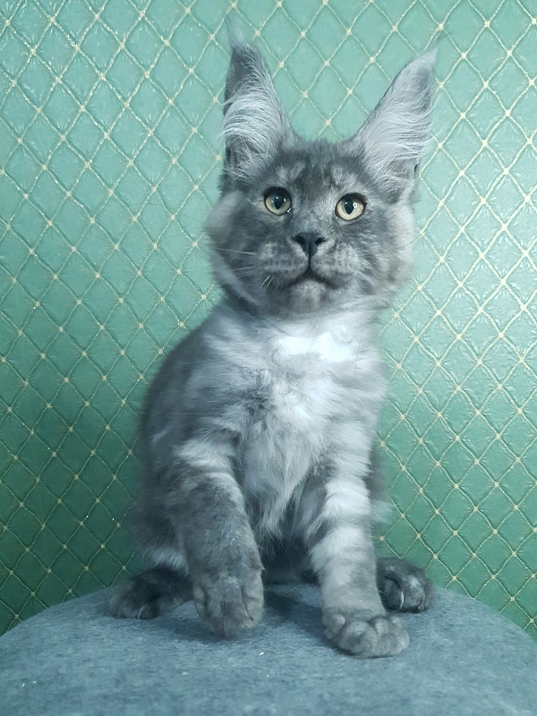 Queen Margo Akbars - Kitten maine-coon 3 months 0.5 weeks