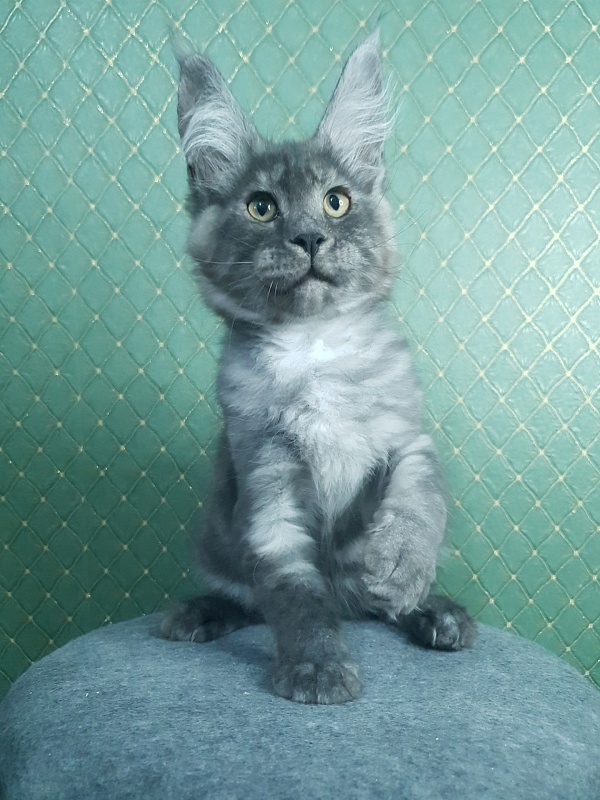 Queen Margo Akbars - Kitten maine-coon 3 months 0.5 weeks