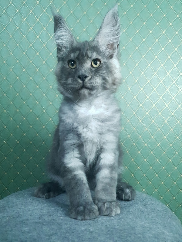 Queen Margo Akbars - Kitten maine-coon 3 months 0.5 weeks