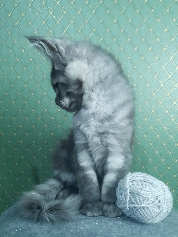 Queen Margo Akbars - Kitten maine-coon 3 months 0.5 weeks