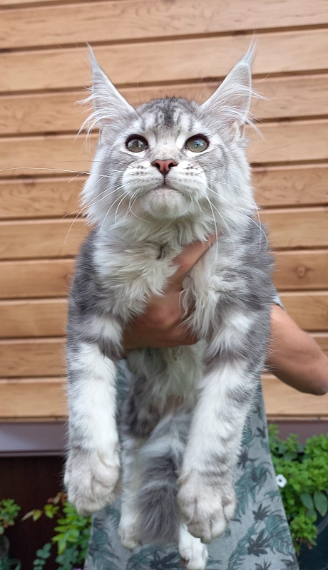 Kamal  Akbars - Kitten maine-coon 3 months 2.5 weeks