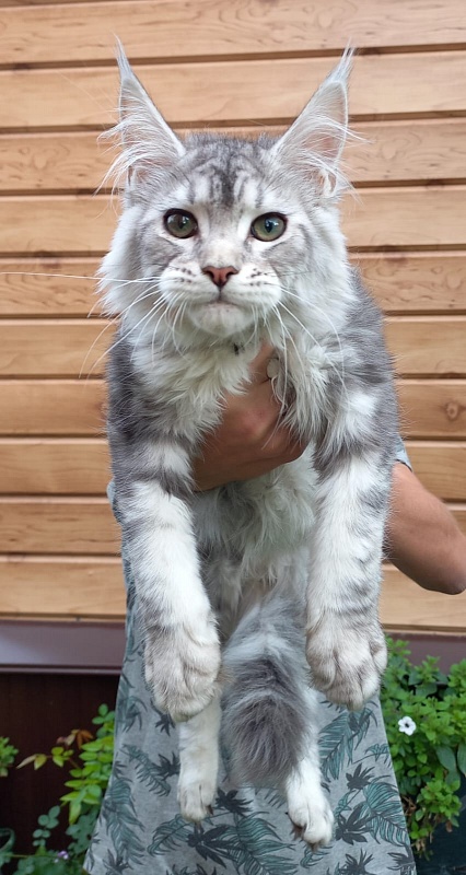 Kamal  Akbars - Kitten maine-coon 3 months 2.5 weeks