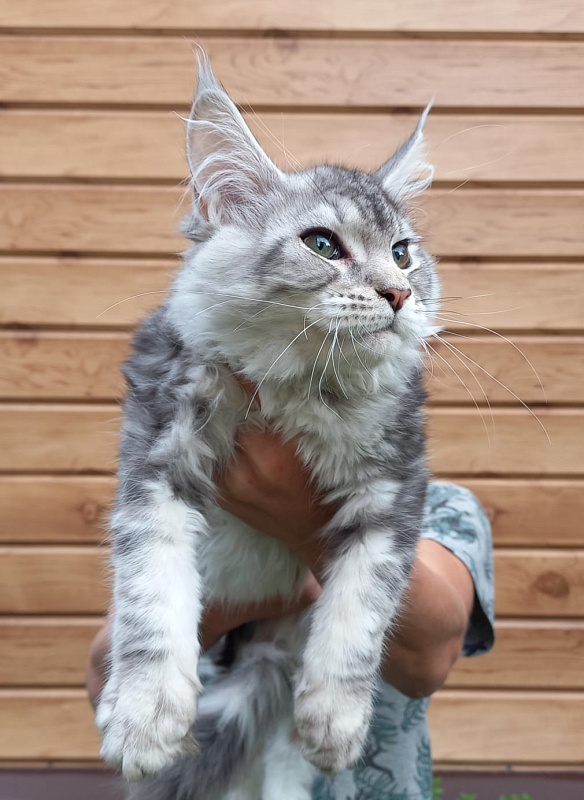 Kamal  Akbars - Kitten maine-coon 3 months 2.5 weeks