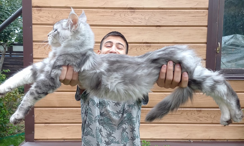 Kamal  Akbars - Kitten maine-coon 3 months 2.5 weeks