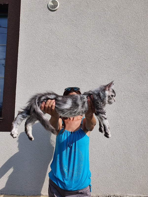 Kamal  Akbars - Kitten maine-coon 3 months 0.5 weeks