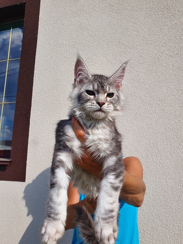Kamal  Akbars - Kitten maine-coon 3 months 0.5 weeks