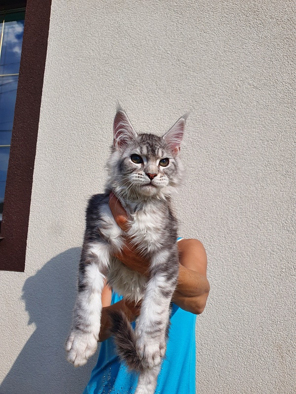 Kamal  Akbars - Kitten maine-coon 3 months 0.5 weeks