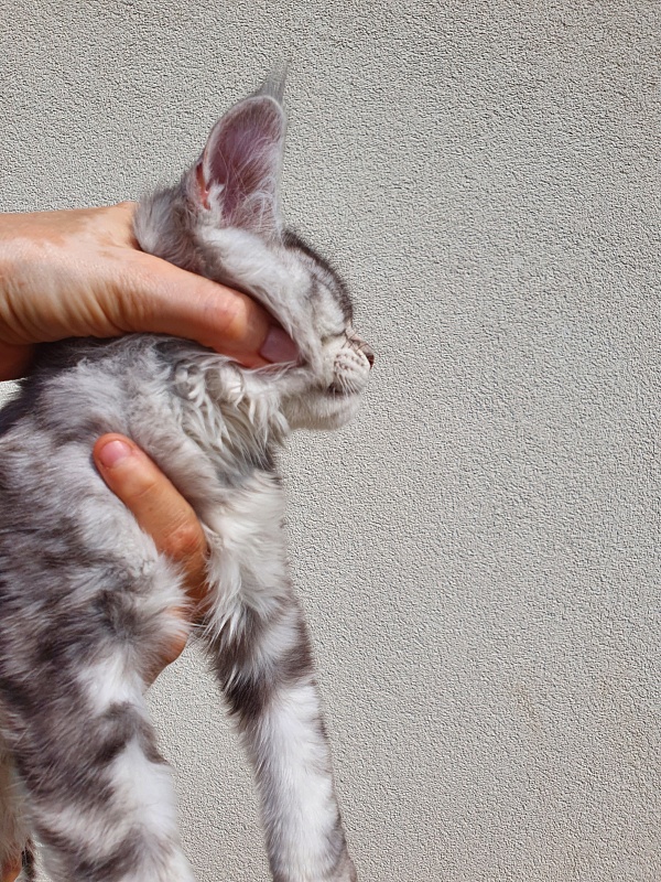 Kamal  Akbars - Kitten maine-coon 3 months 0.5 weeks
