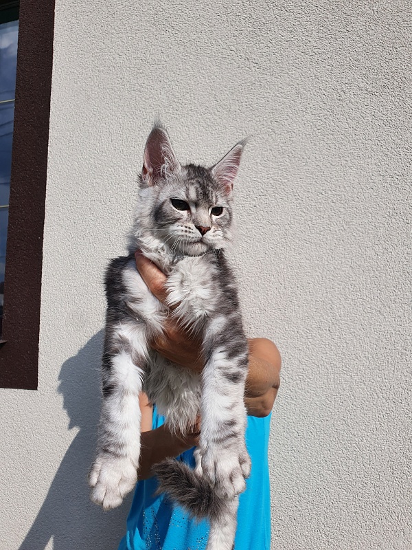 Kamal  Akbars - Kitten maine-coon 3 months 0.5 weeks