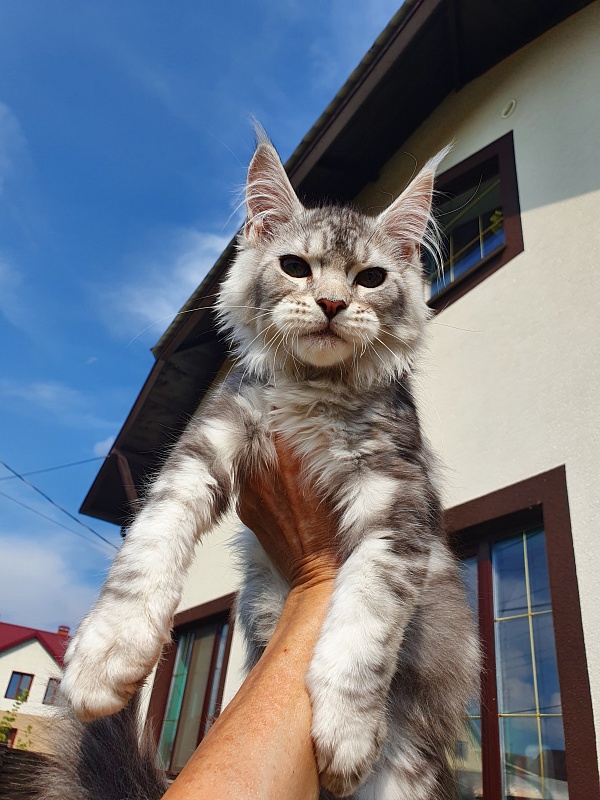 Kamal  Akbars - Kitten maine-coon 3 months 0.5 weeks