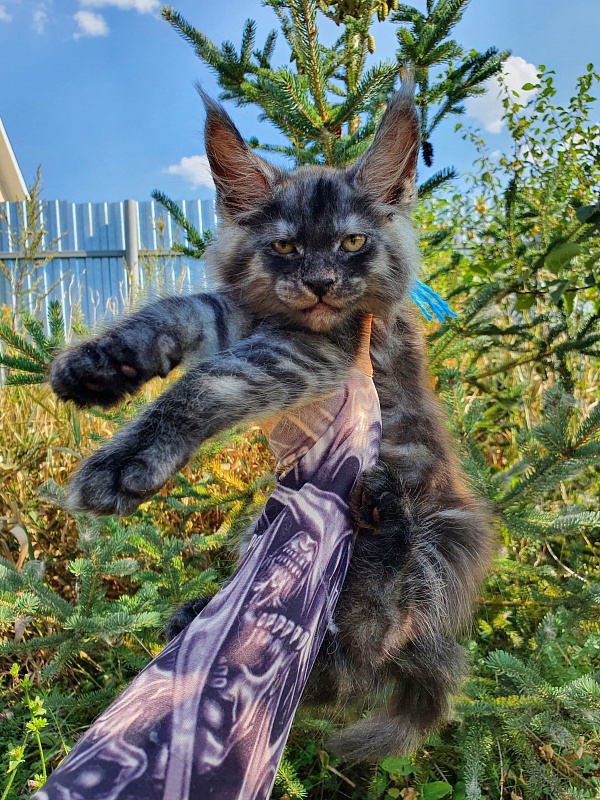 Quentin Akbars - Kitten maine-coon 2 months 1.5 week