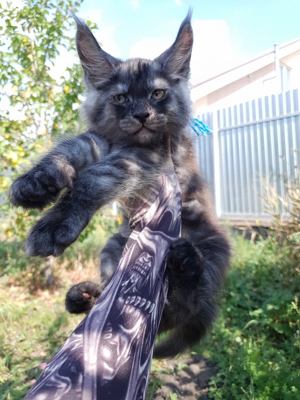 Quentin Akbars - Kitten maine-coon 2 months 1.5 week