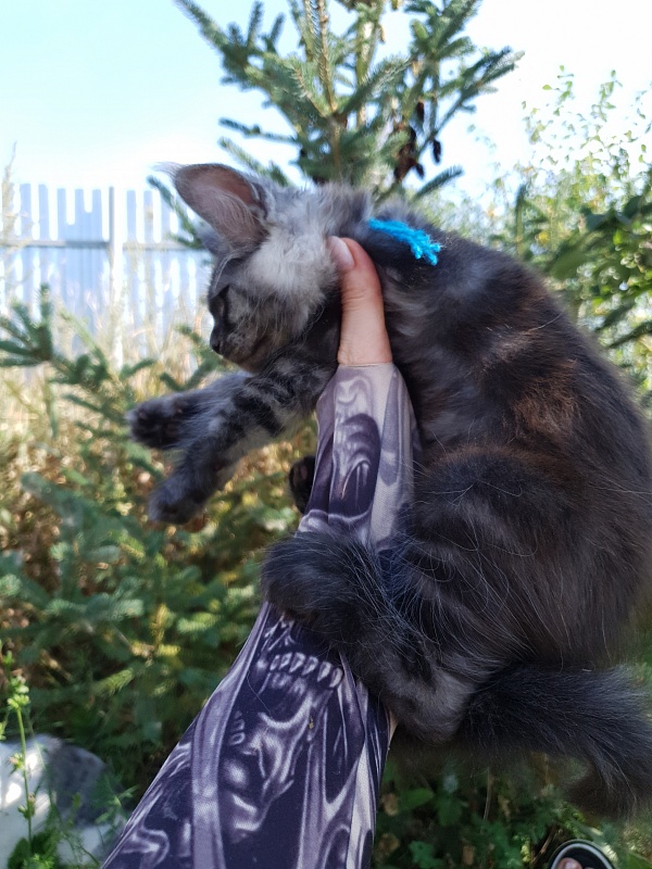 Quentin Akbars - Kitten maine-coon 2 months 1.5 week